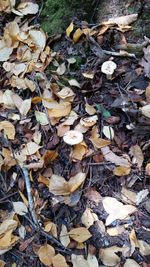 Full frame shot of autumn leaves