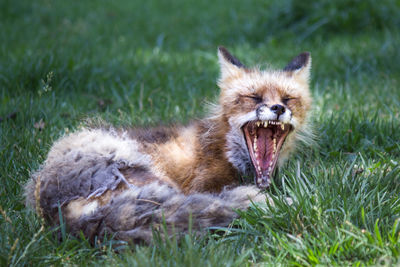 Close-up portrait of fox yawning