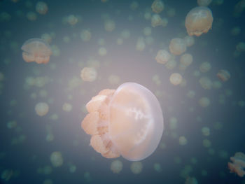 Close-up of jellyfish swimming in sea