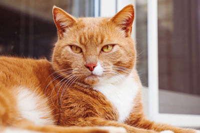 Portrait of domestic tabby cat looking at camera outdoor.