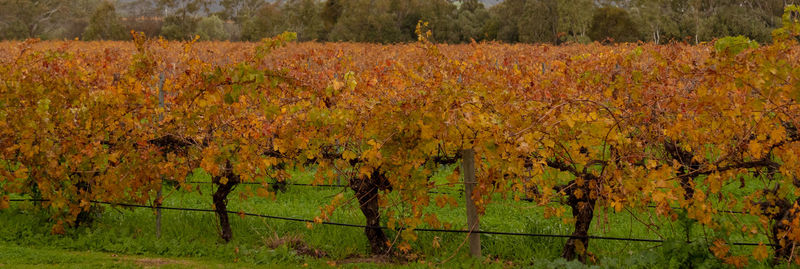 Scenic view of field during autumn