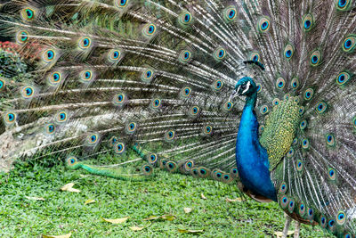 Close-up of peacock