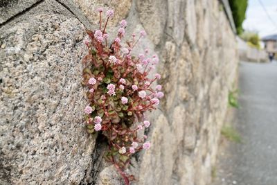 Close-up of pink cherry blossoms on wall