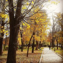 Trees in forest during autumn