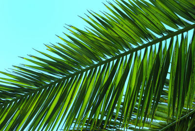 Low angle view of palm tree leaves against sky