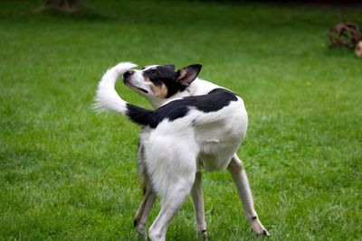 Dog smelling tail on grassy field