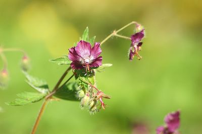 Close-up of insect on purple flower