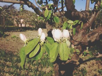 Close-up of flower growing on tree