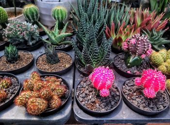 High angle view of potted plants