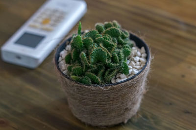 High angle view of potted plant on table