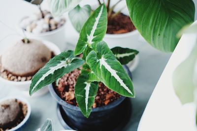 High angle view of potted plants on table