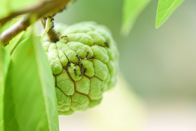 Close-up of green leaf