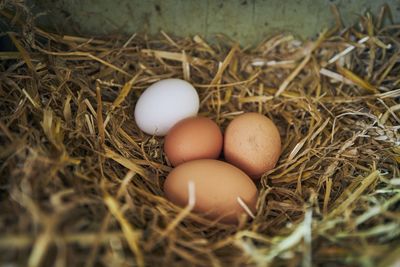 Close-up of eggs in nest