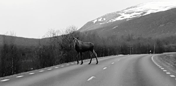 View of horse on road