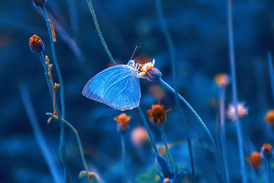 Close-up of butterfly pollinating on flower