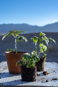 Table top view of gardening or potting bench with young tomato plants, clay pot, garden basket