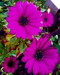 High angle view of flowers blooming outdoors