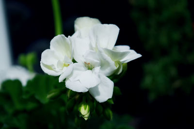 Close-up of white flowers