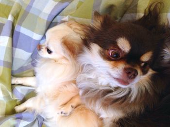 High angle view of cute chihuahuas on bed
