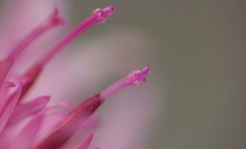 Close-up of pink rose flower