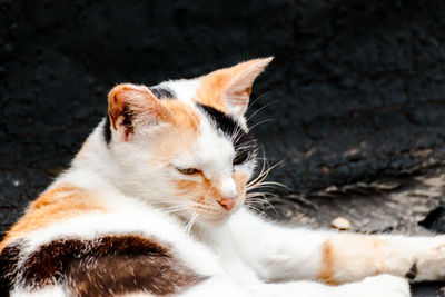 Close-up of a cat looking away