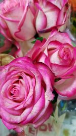 Close-up of pink roses blooming outdoors