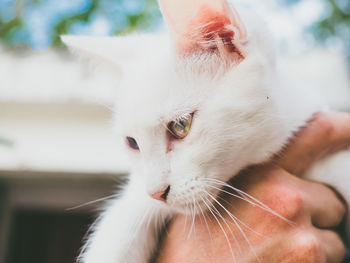 Cropped image of hand holding cat