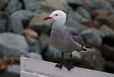 Close-up of seagull perching outdoors