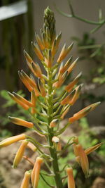 Close-up of succulent plant