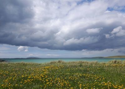 Scenic view of field against sky