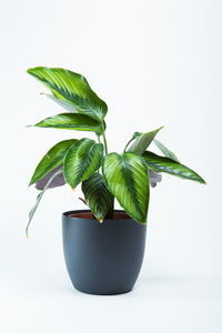 Close-up of potted plant against white background