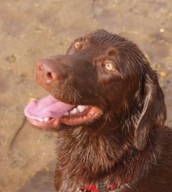 Close-up of dog