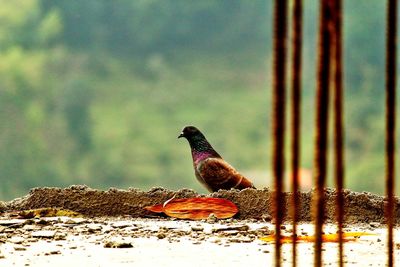 Bird perching on retaining wall