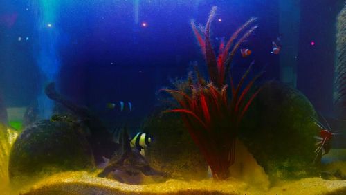 Illuminated ferris wheel at night