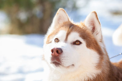 Close-up of a dog looking away