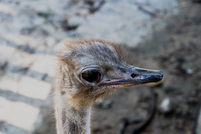 Close-up of ostrich