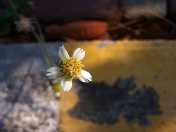 Close-up of white flower