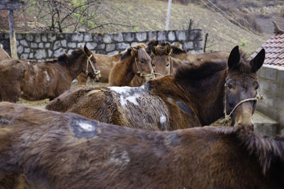 Wounded horses at stable