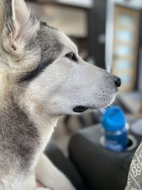 Close-up of a dog husky