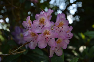 Close-up of fresh pink cherry blossom