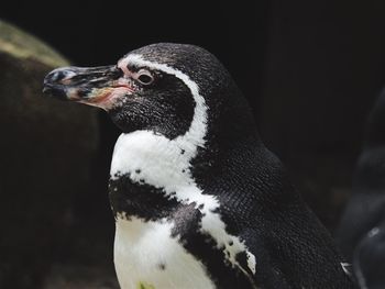 Close-up of penguin against blurred background