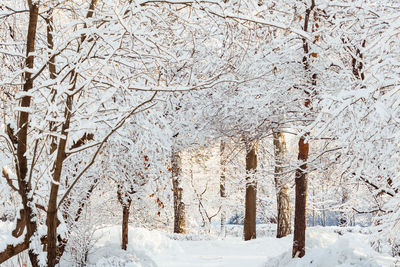 Frossty winter landscape. trees in snow