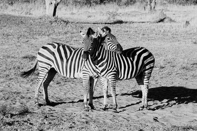 Zebra standing on field
