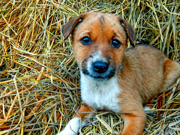 Portrait of puppy on field