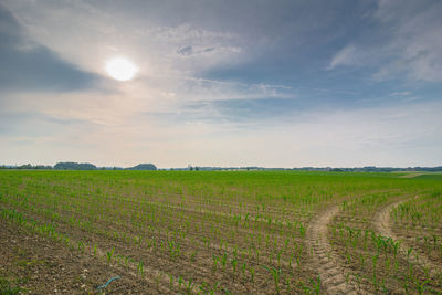 Scenic view of agricultural field against sky