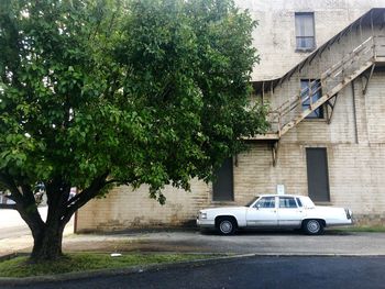 Cars parked on road by tree against buildings in city