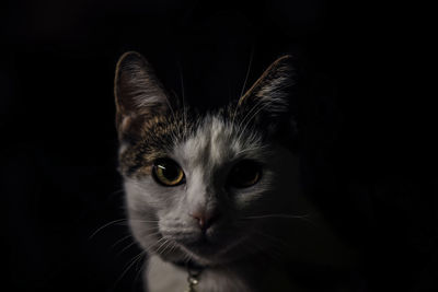 Close-up portrait of cat