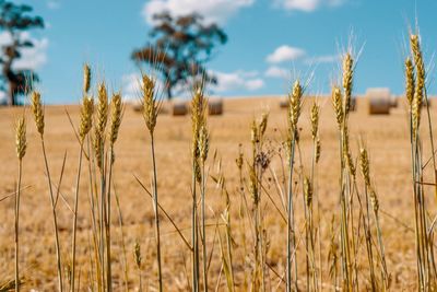 Close-up of wheat growing on field against sky