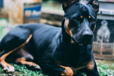 Close-up of dog sitting outdoors