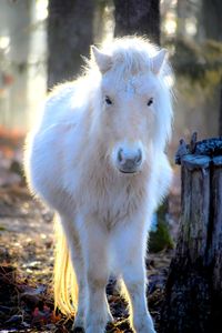 Portrait of white horse on field